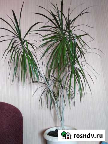 Драцена Донское - изображение 1