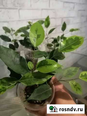 Фикус бенджамина Узловая - изображение 1