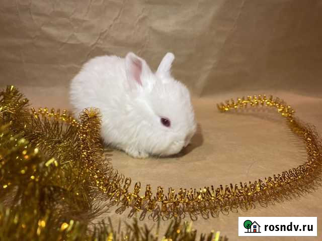 Кролик карликовый торчеухий Пушкино - изображение 1