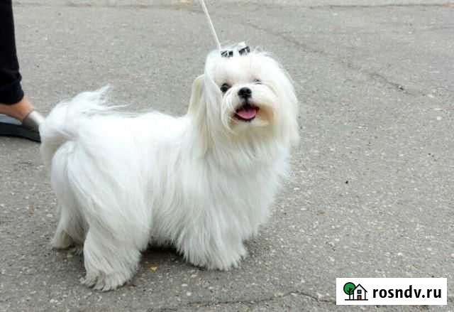 Вязка мальтезе Саратов - изображение 1