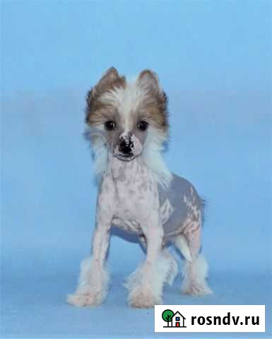 Очень красивые детки Самара - изображение 1