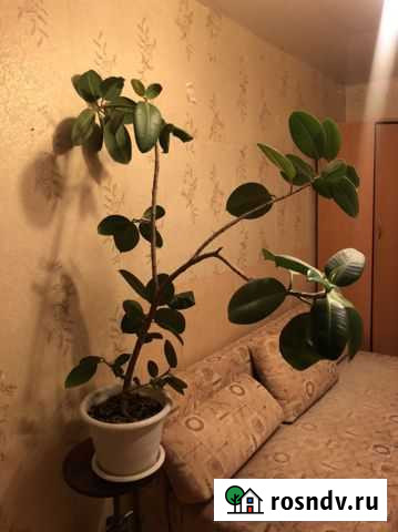 Фикус Киров - изображение 1