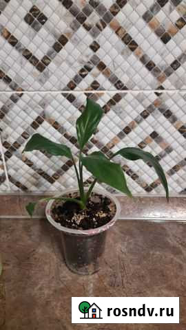 Спатифиллум Тула - изображение 1