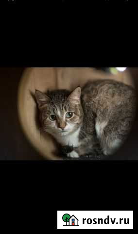 Аммонита Казань - изображение 1