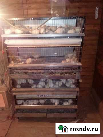 Техасский перепел Болотное - изображение 1