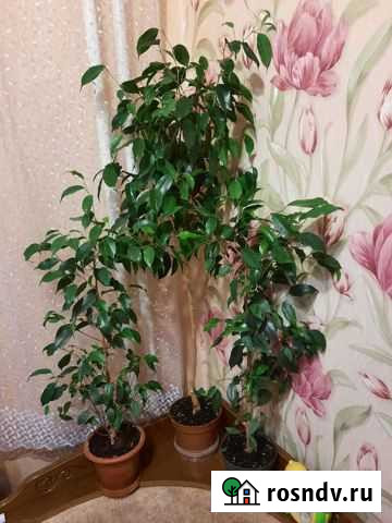 Фикус даниэль Курск - изображение 1