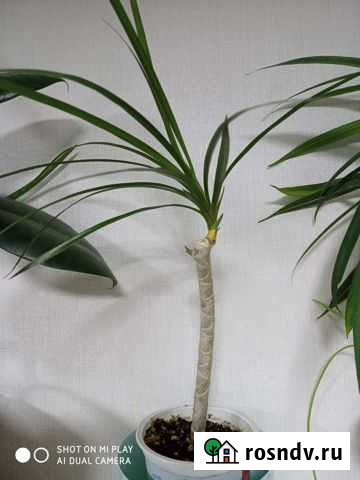 Драцена Сочи - изображение 1