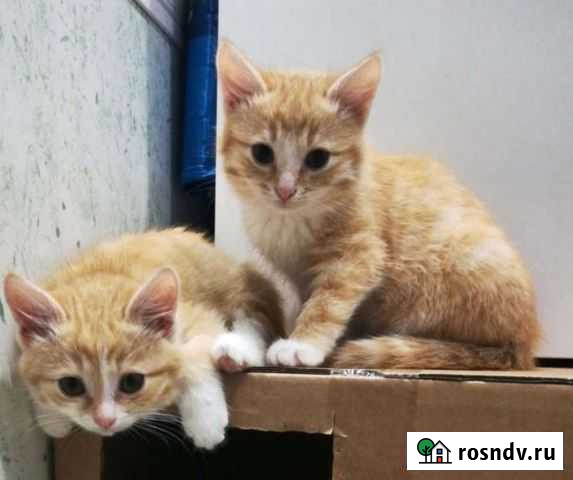 Шикарные рыжики Нефтекамск - изображение 1