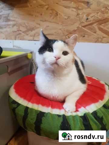 Кошка в дар Иркутск - изображение 1