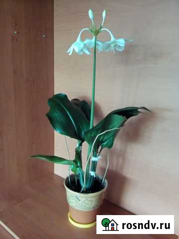 Лилия Эухарис Омск - изображение 1