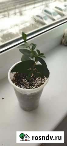 Миртовое дерево Иркутск - изображение 1