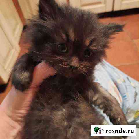 Кошки Нижний Новгород