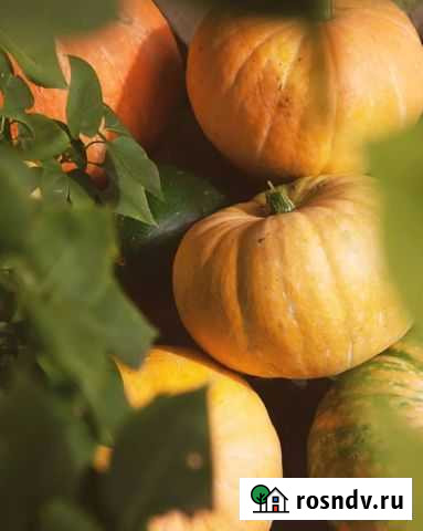 Тыква Иловля - изображение 1
