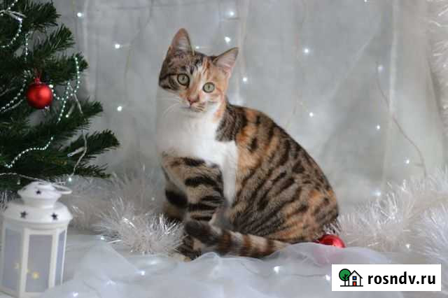 Стерилизованная девочка 8 мес Смоленск - изображение 1