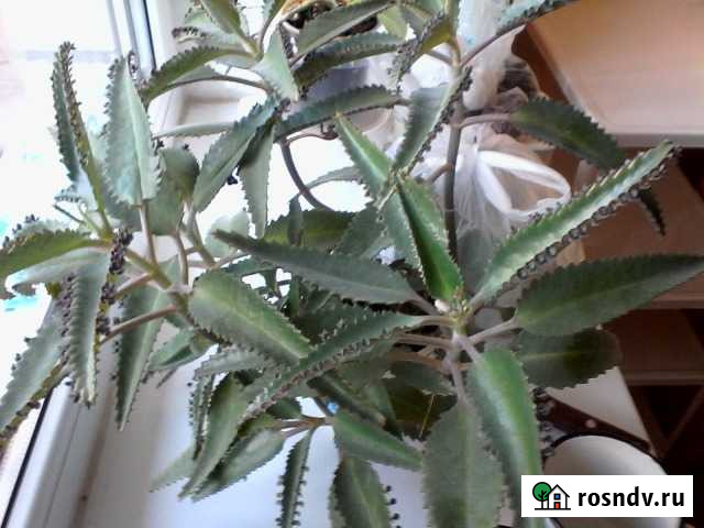 Каланхоэ Волгоград - изображение 1