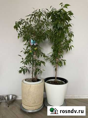 Фикус Бенджамина Красноярск - изображение 1