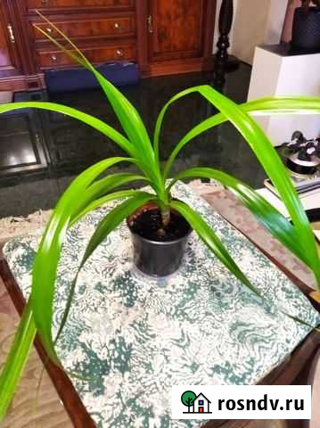 Комнатное растение Новокузнецк - изображение 1