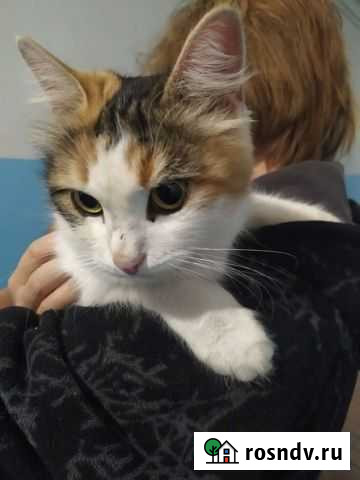 Потеряшка в добрые руки (стерилизована) Красный Яр - изображение 1