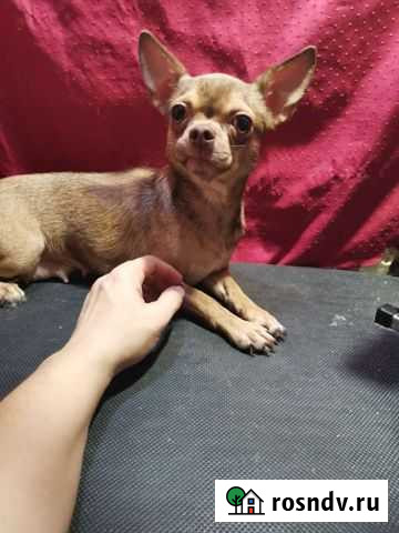Девочка чихуахуа Магнитогорск - изображение 1