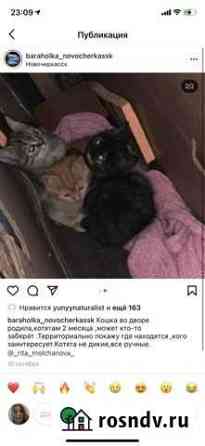 Котята 2 месяца Новочеркасск