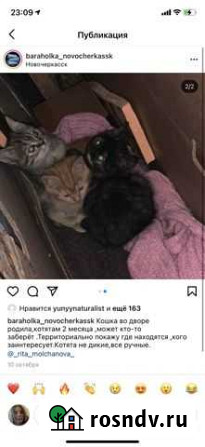 Котята 2 месяца Новочеркасск - изображение 1