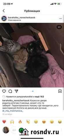 Котята 2 месяца Новочеркасск - изображение 1