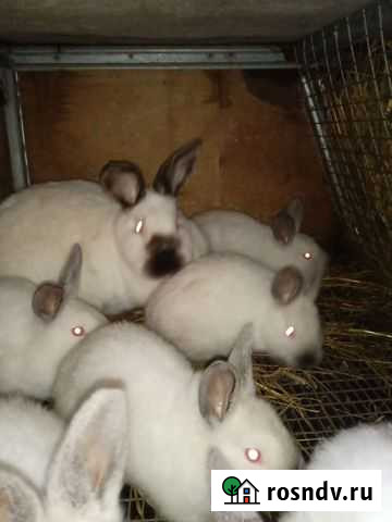 Калифорнийские кролики Дмитров - изображение 1