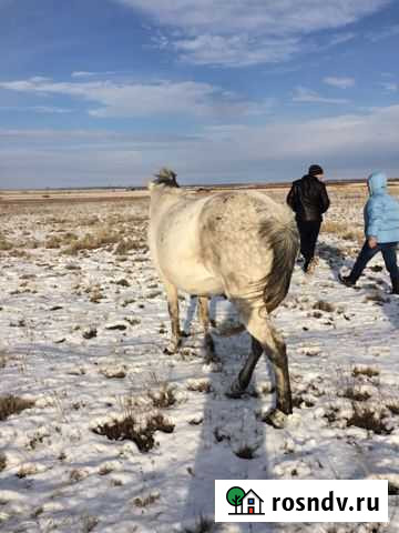 Скупка крс Отрадный - изображение 1