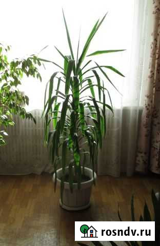 Юкка Ангарск - изображение 1