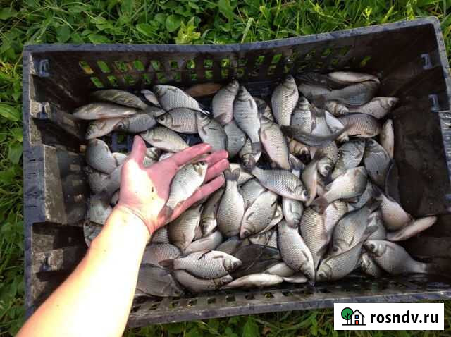 Карась Балашиха - изображение 1