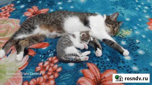 Котенок в добрые руки Всеволожск - изображение 1