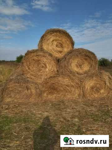 Сено пырей Волжский - изображение 1