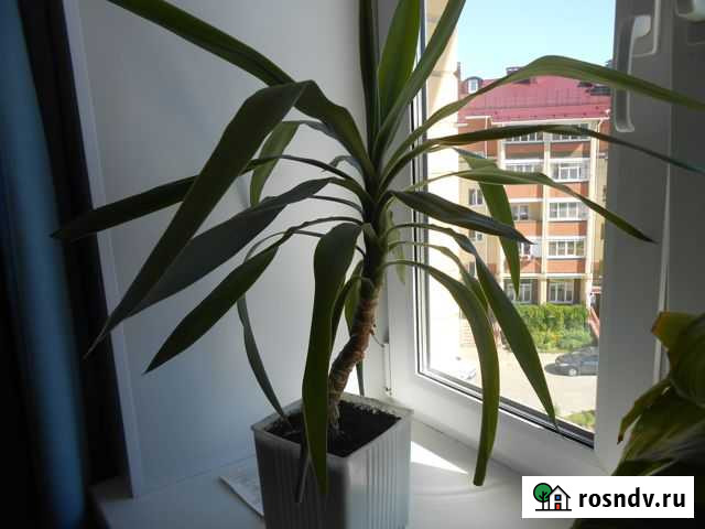 Пальма Юкка Кострома - изображение 1