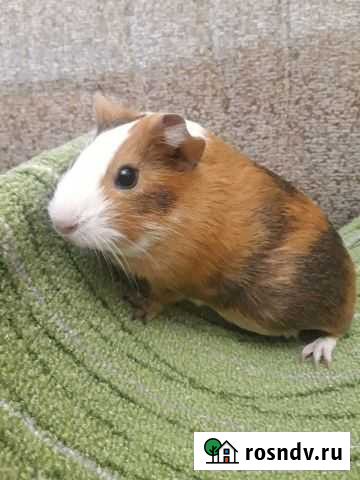 Морская свинка Казань - изображение 1