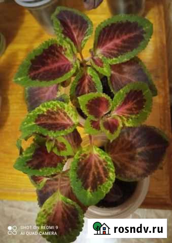 Колеусы Киров - изображение 1