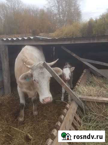 Корова с теленком Кумертау - изображение 1
