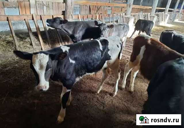 Телята бычки и телочки с бесплатной доставкой Егорлыкская - изображение 1