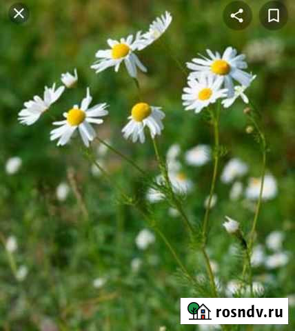 Ромашка лекарственная Юрга - изображение 1