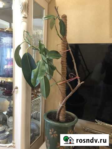 Фикус Екатеринбург - изображение 1