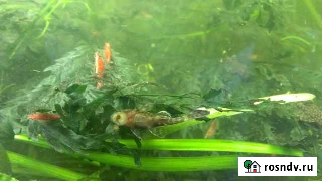 Анциструсы простые и вуалевые Красногорск - изображение 1