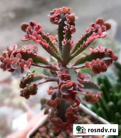 Суккуленты.Эхеверии,Алоэ,Каланхоэ Казаки - изображение 1