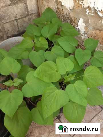 Катальпа Белогорск - изображение 1