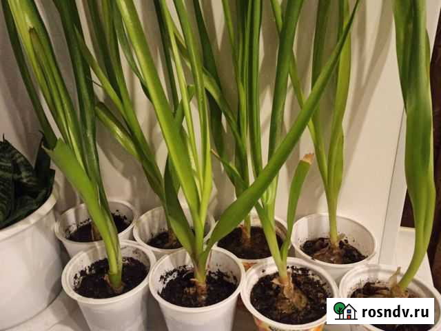 Индийский лук отростки Новосибирск - изображение 1