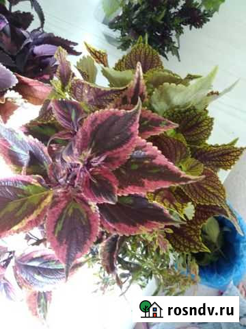 Продам разные цветы Хабаровск - изображение 1