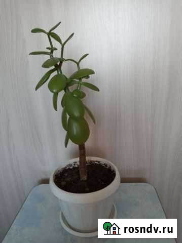 Денежное дерево (магнит для денег) Челябинск - изображение 1