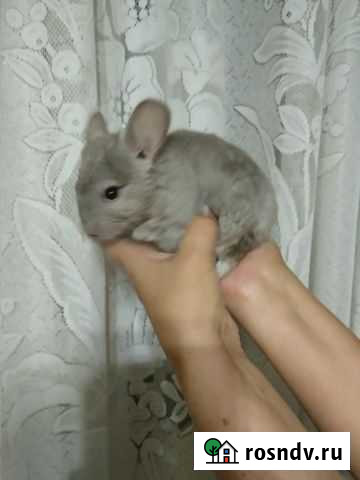 Шиншилла Саки - изображение 1