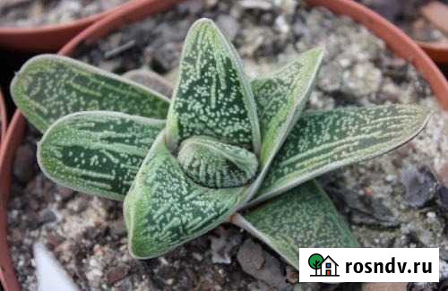 Вариегатная гастерия Екатеринбург - изображение 1