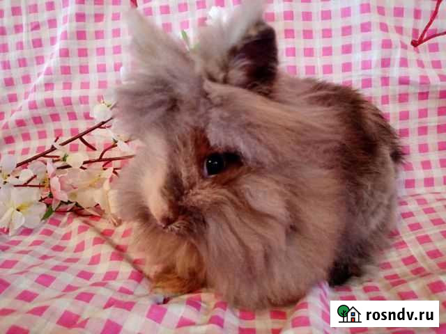 Кролик декор minor японский 3 мес Владимир - изображение 1