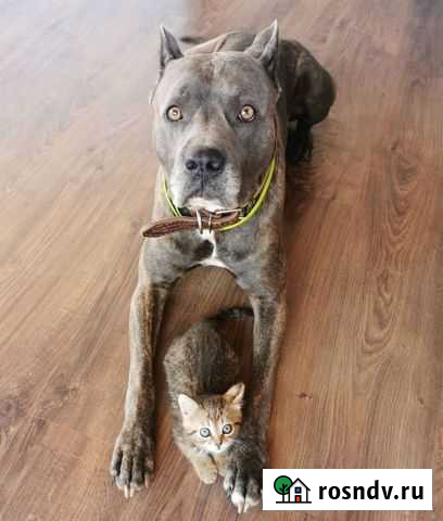 Случка собак Белоозёрский - изображение 1