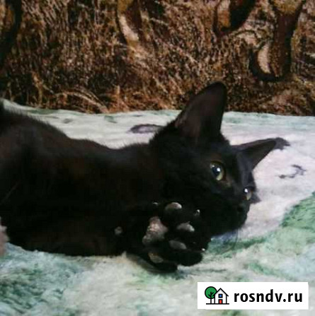 Кошка в дар Липецк - изображение 1